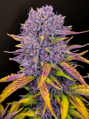 Instagram Purple Lemonade Auto