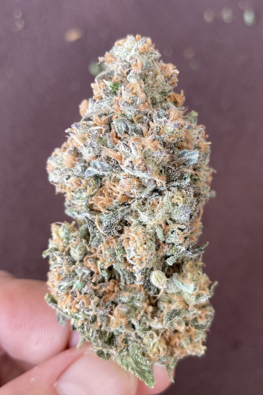 Instagram Papaya Sherbet