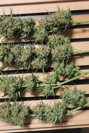 Instagram Amnesia Z Auto