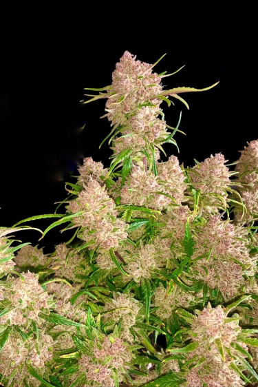 Instagram Gorilla Cookies Auto