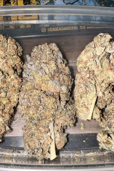 Instagram Pound Cake Auto