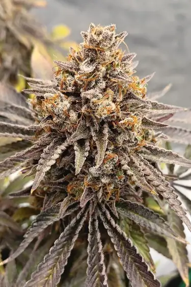 Instagram GG4 Sherbet FF