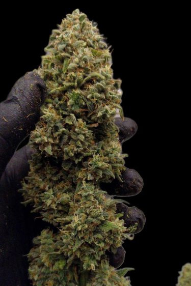 Instagram Kosher Cake Auto