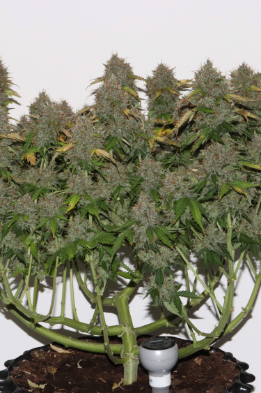 Instagram Gorilla Auto