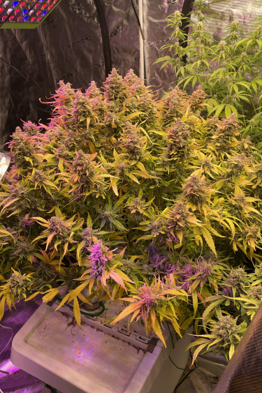 Instagram Strawberry Banana Auto