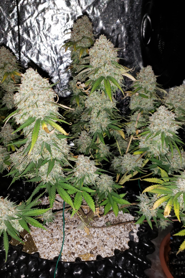 Instagram West Coast OG Auto