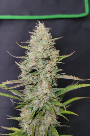 Instagram Mimosa Cake Auto