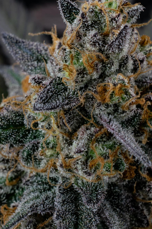 Instagram Lemon Cherry Runtz