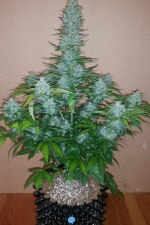 G14 Auto