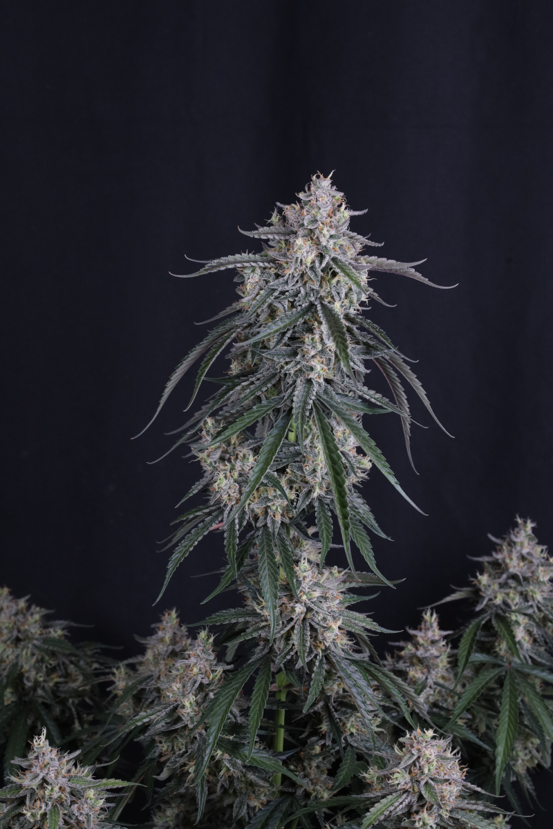 Photo of GMO Auto