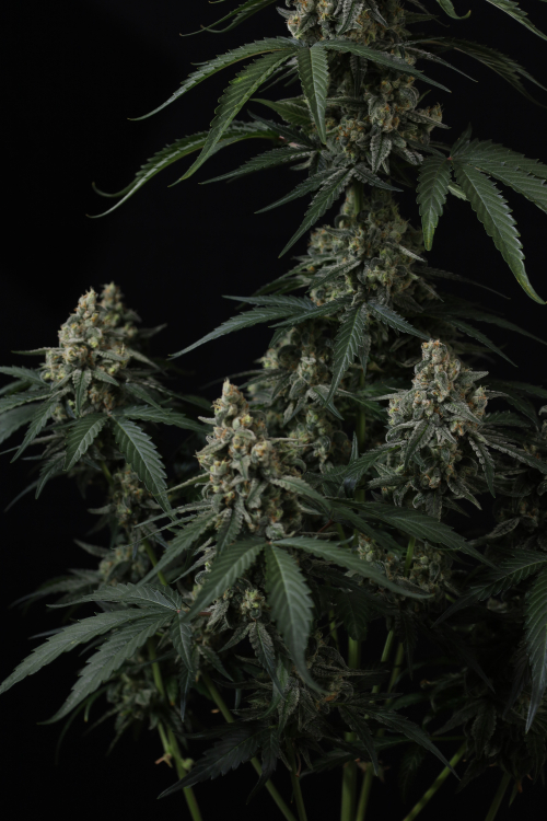 Banana Cherry Cookies Auto
