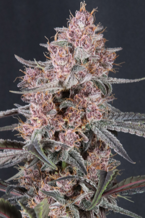 Mango Cherry Runtz Auto