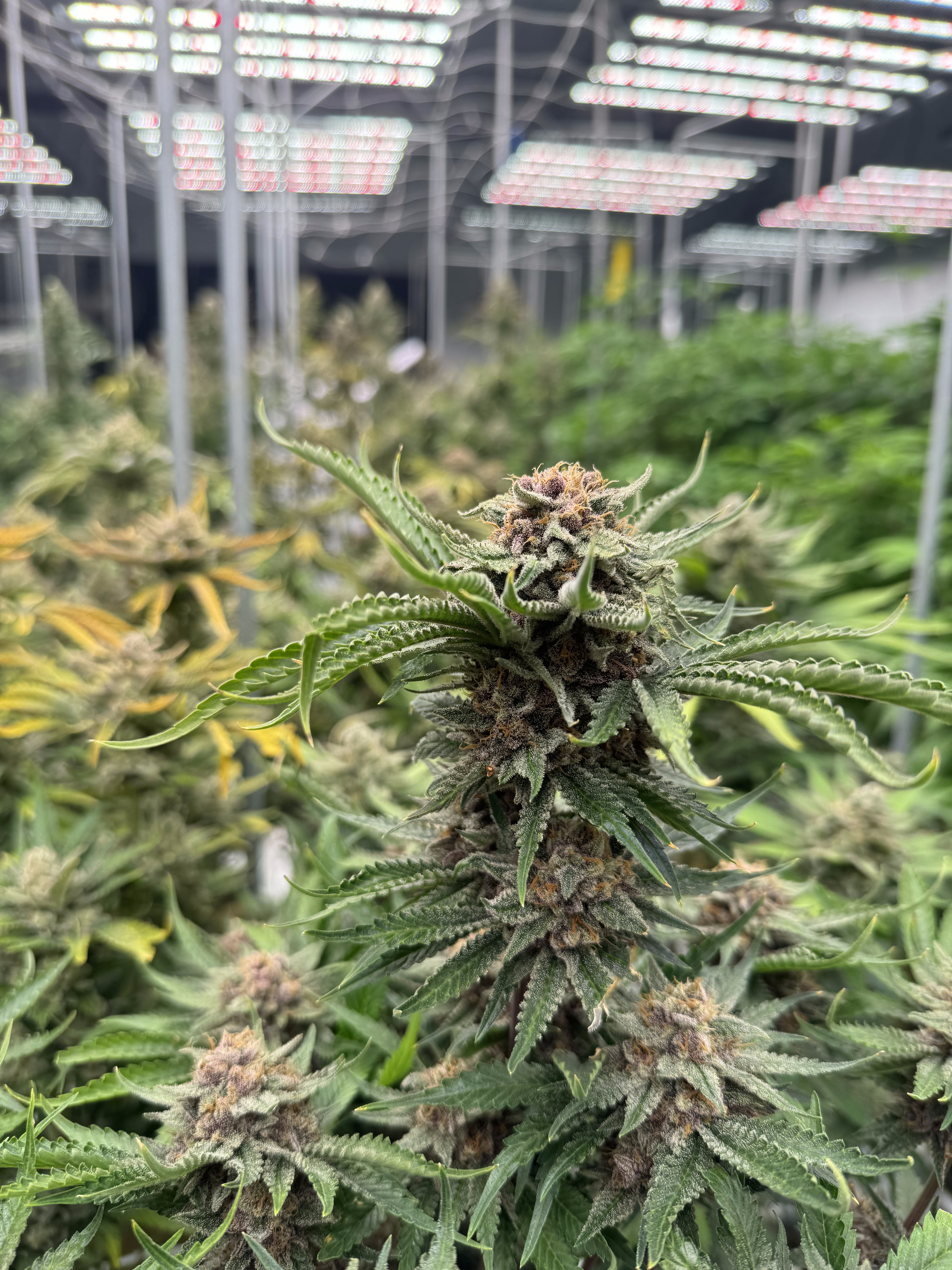Cherry Cola Auto RF3