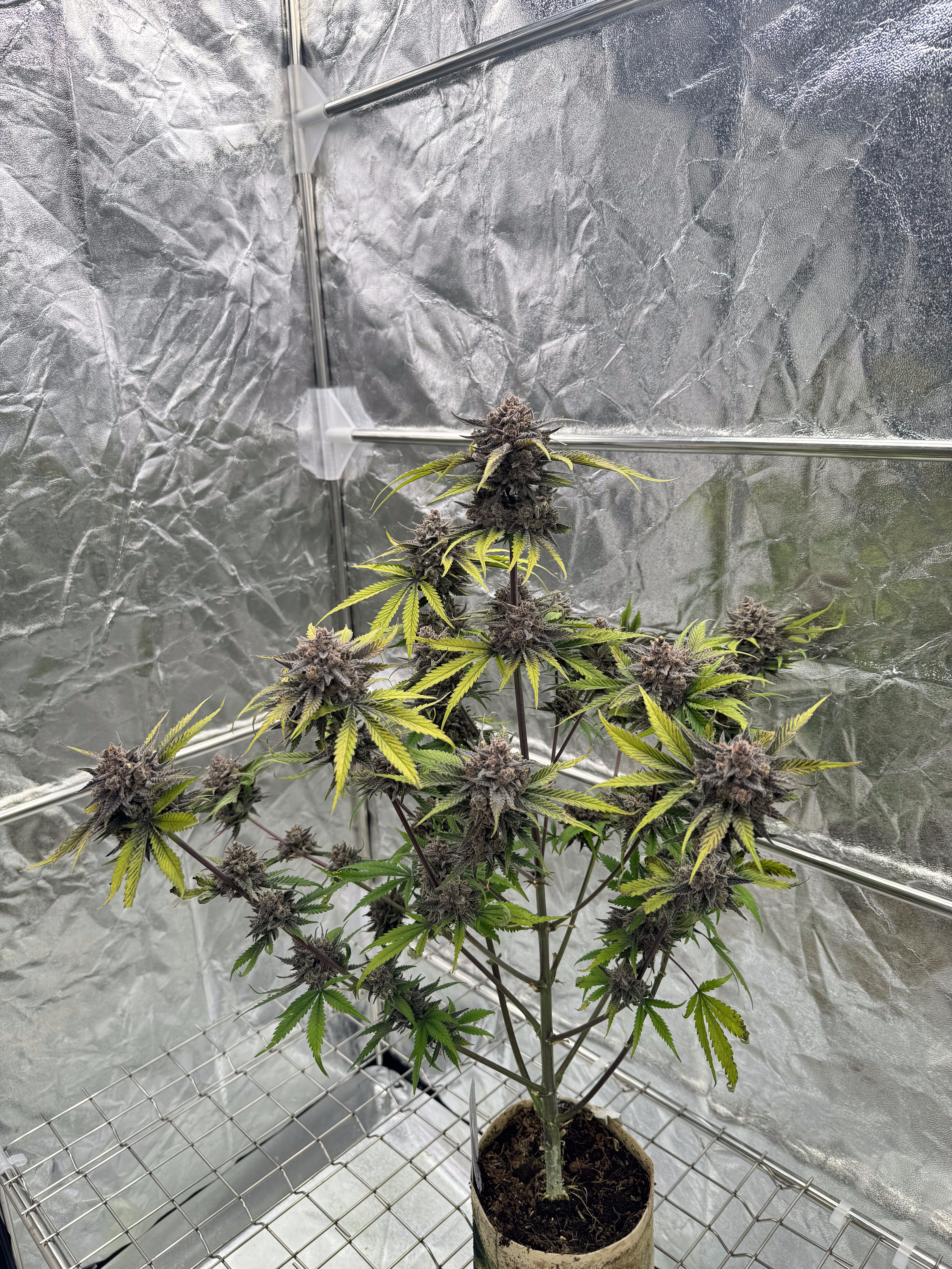 Cherry Cola Auto RF3