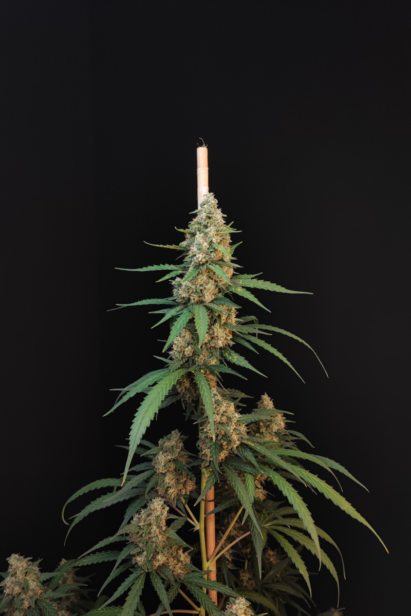 Photo of Cheese Auto