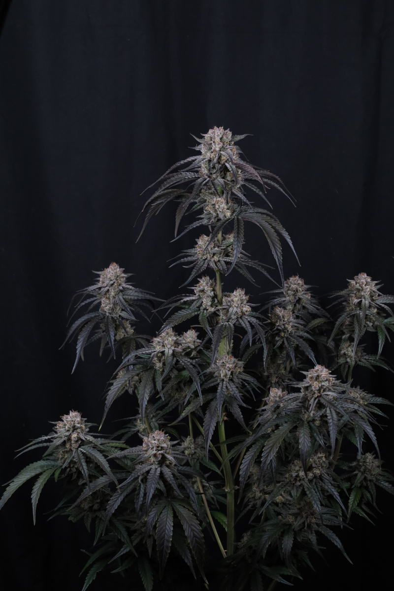Photo of Mango Frost Auto