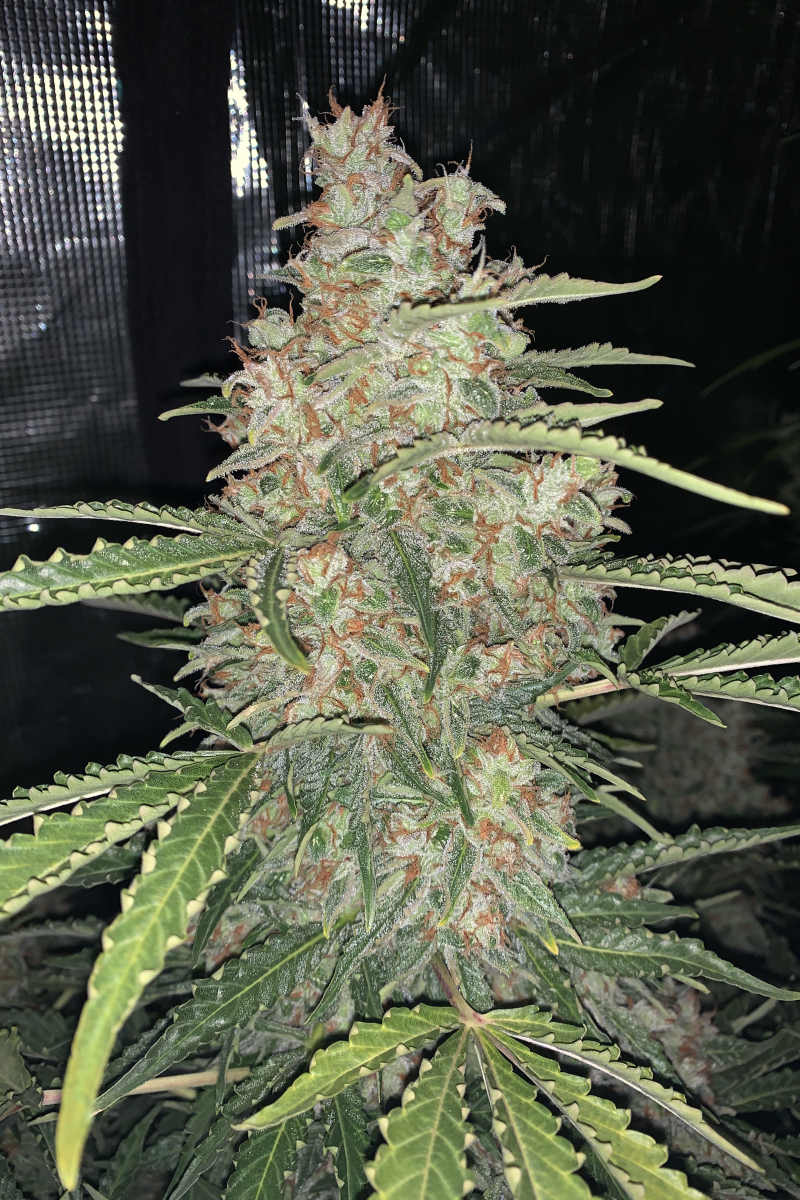 Photo of OG Kush Auto