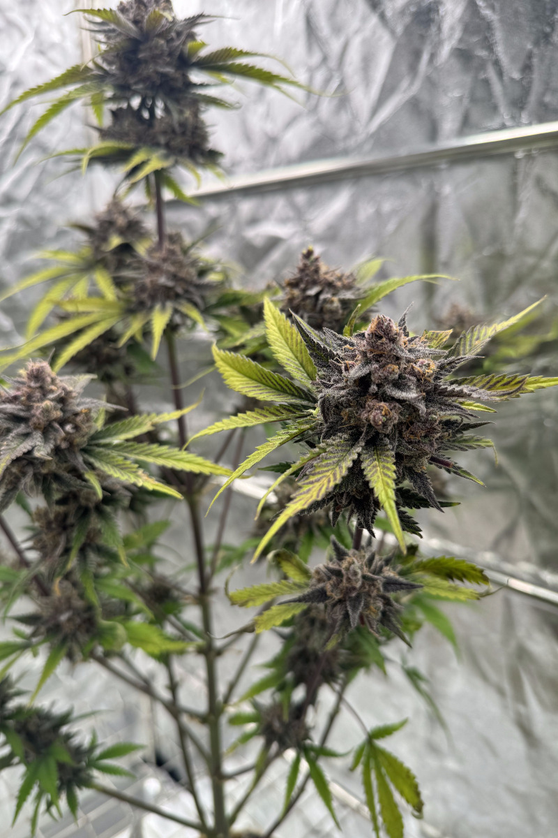 Photo of Cherry Cola Auto RF3