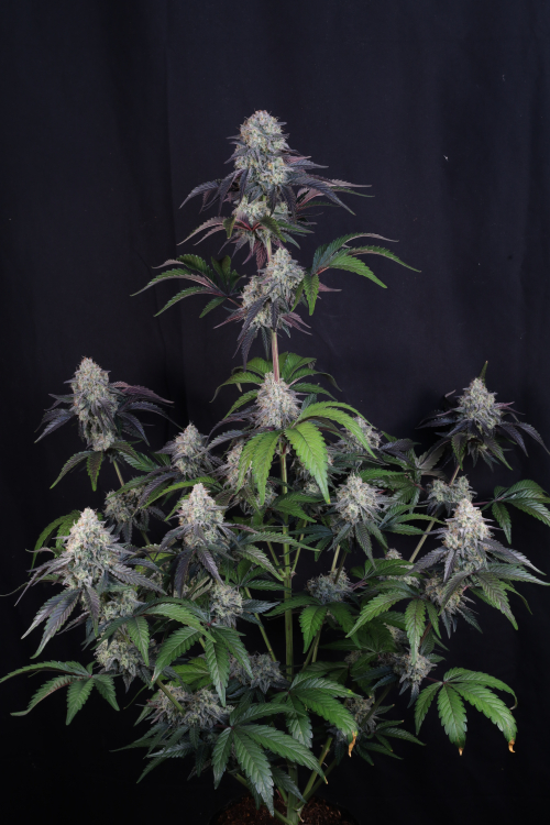 Sundae Frost Auto