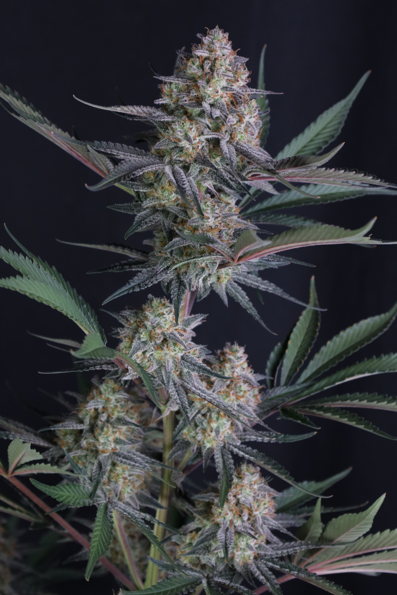 Photo of Lemon Tree Auto