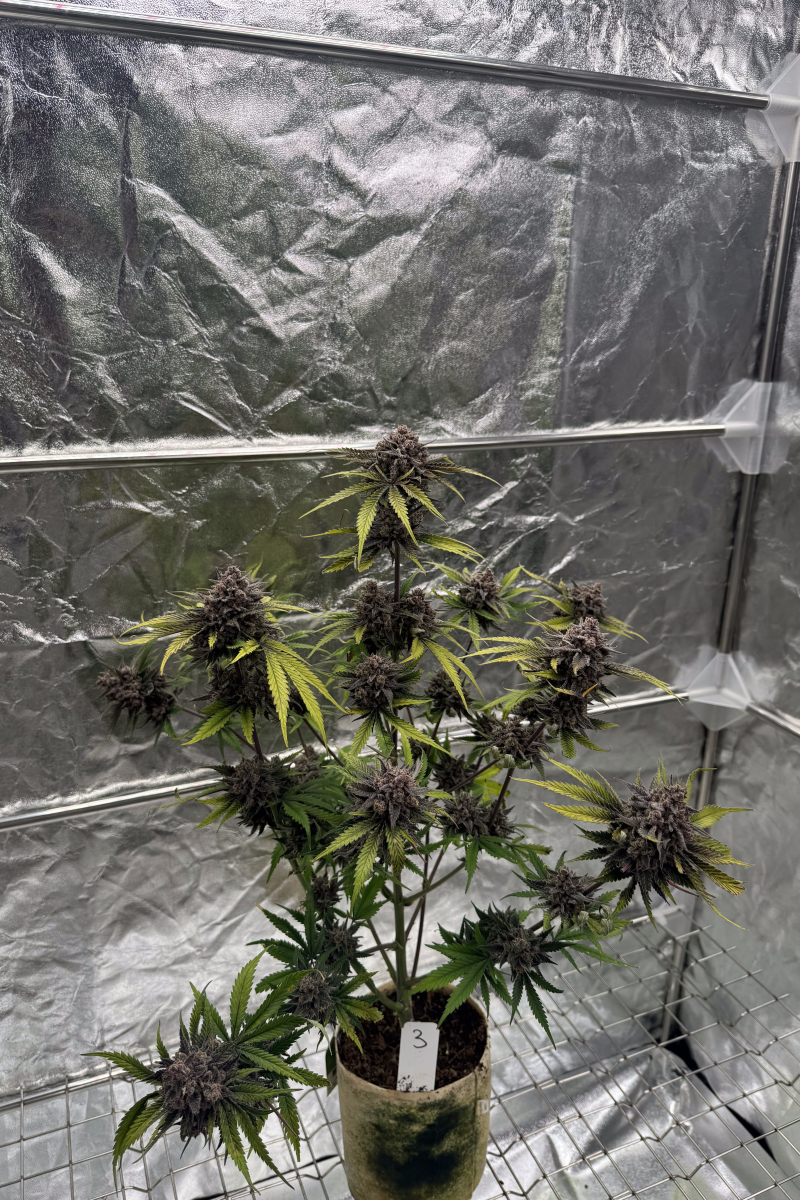 Photo of Cherry Cola Auto RF3