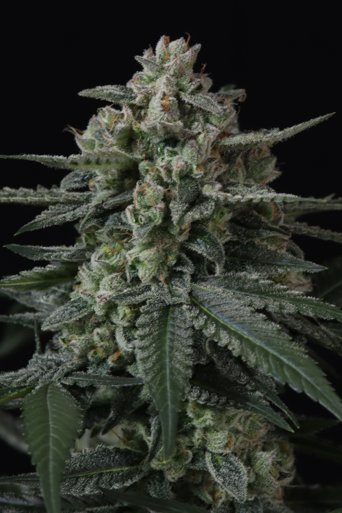 Banana Frost Auto