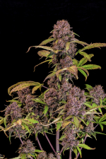 Lemon Cherry Cookies Auto