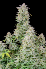 Forbidden Runtz Auto