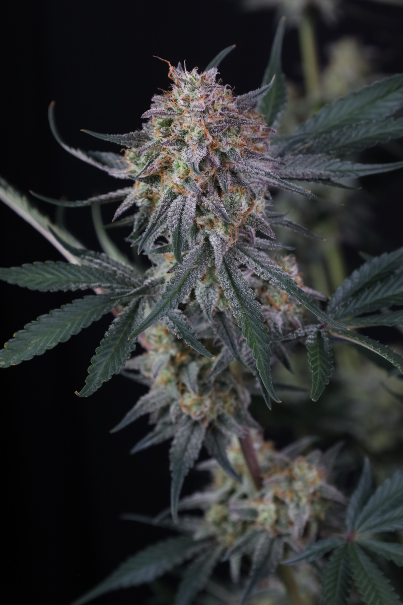 Photo of Lemon Tree Auto