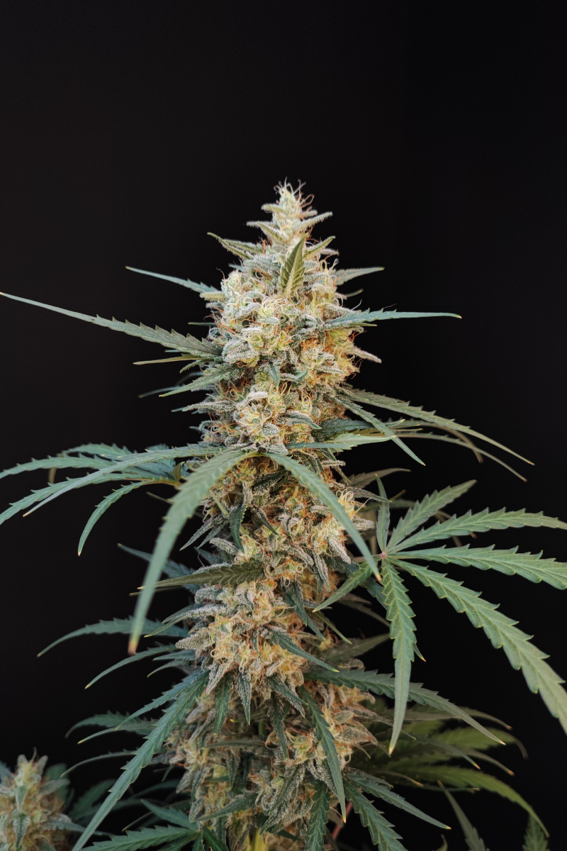 Photo of Chemdawg Auto