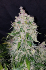 Stardawg Auto