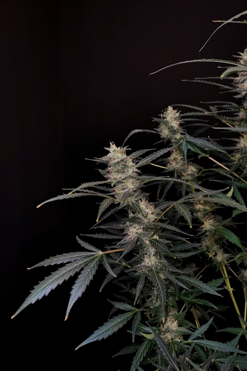 Photo of Amnesia Haze Auto