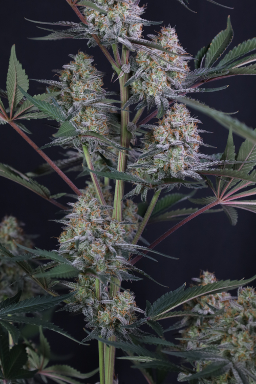 Lemon Tree Auto