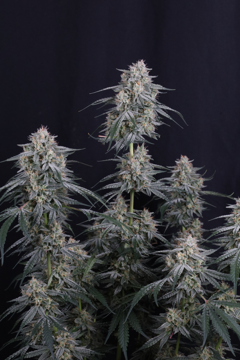 Photo of Garlic Mint Sherbet Auto