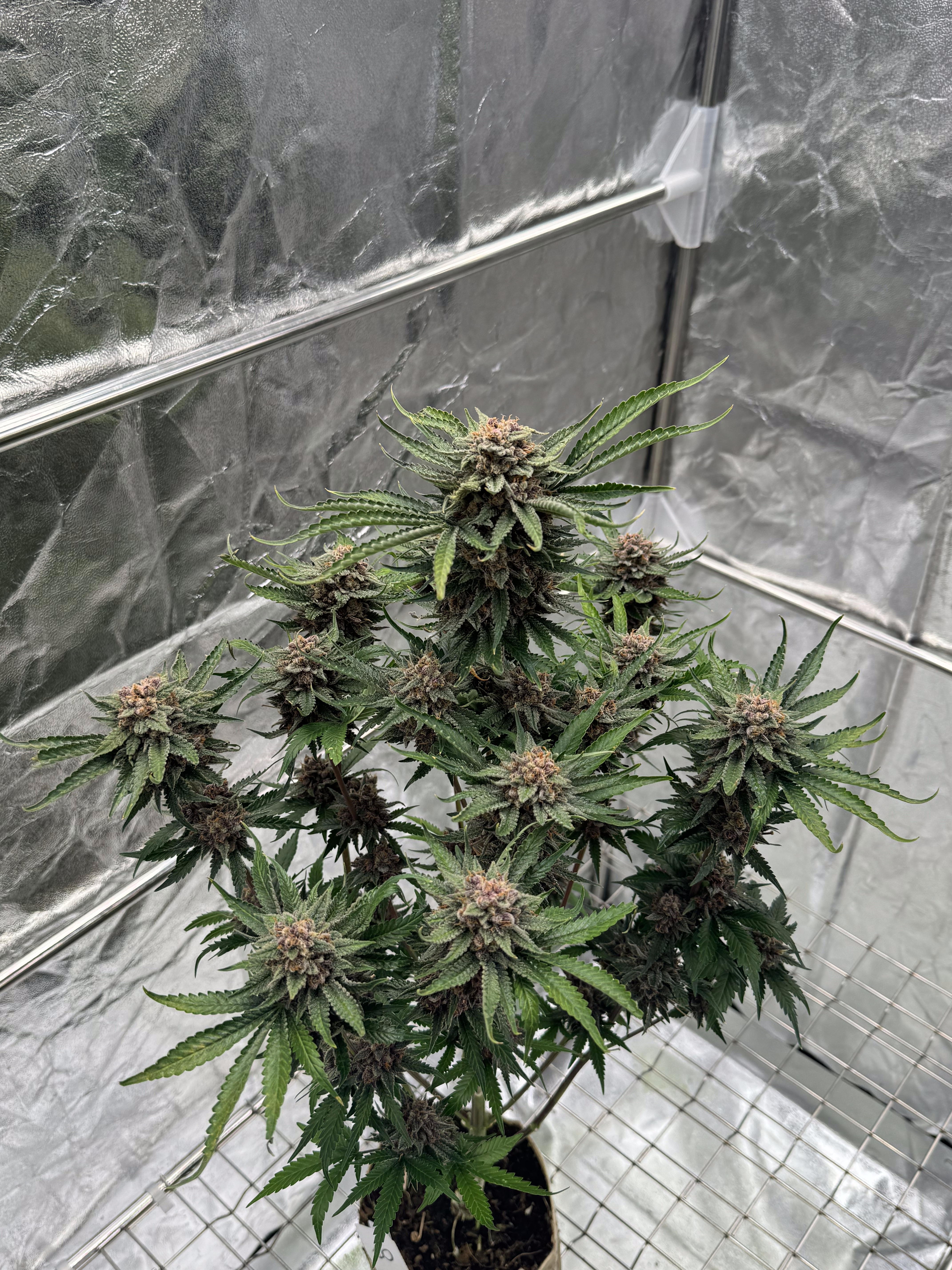 Cherry Cola Auto RF3