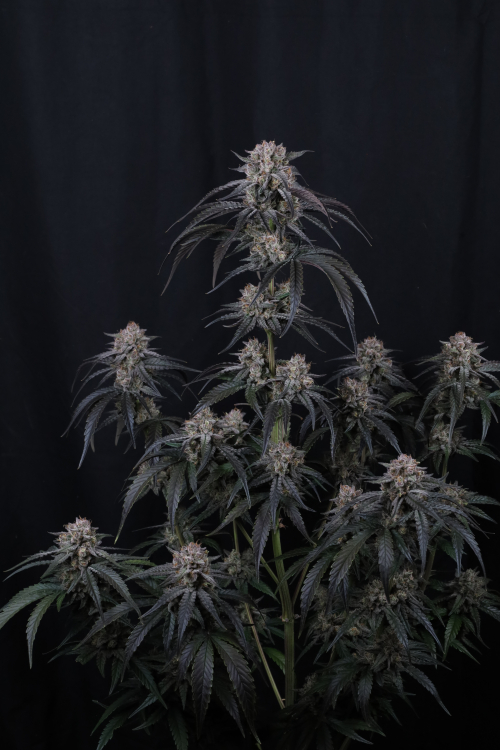 Mango Frost Auto