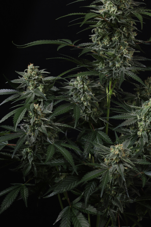 Banana Frost Auto