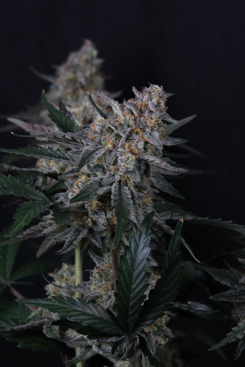 Photo of Guava Sundae Auto