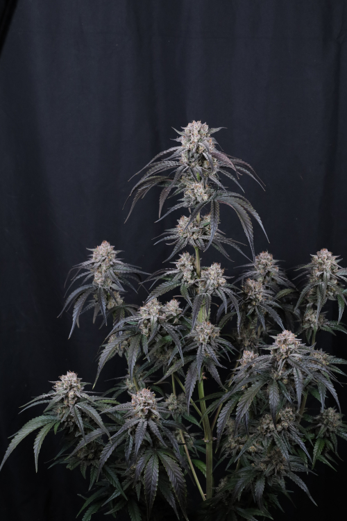 Mango Frost Auto