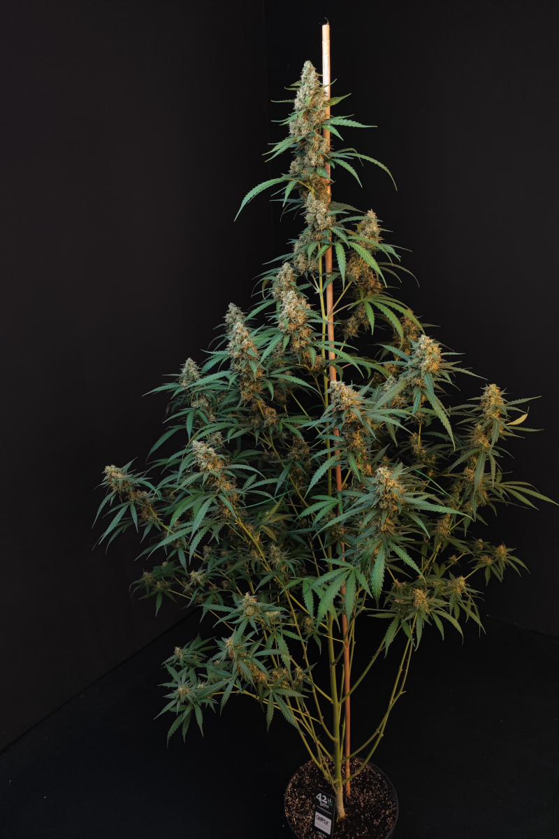 Photo of Cheese Auto