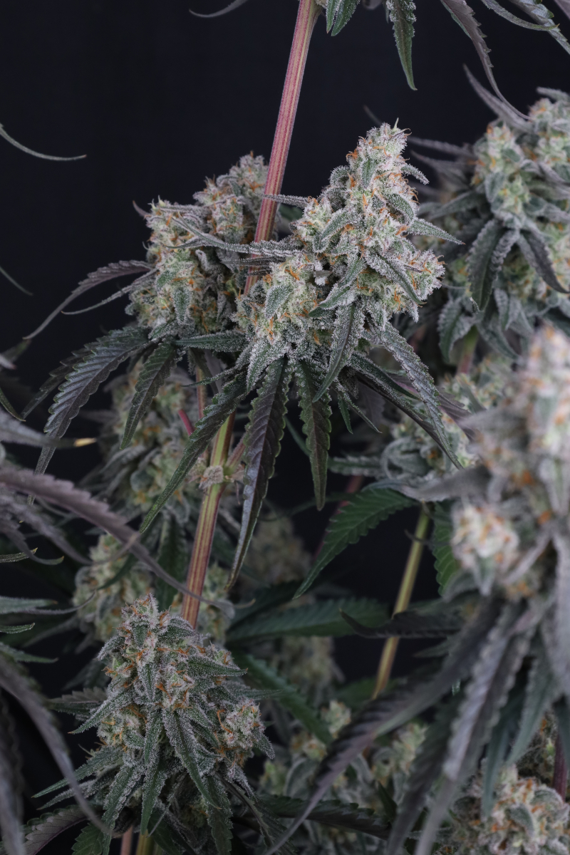 Photo of Pineapple OG Auto