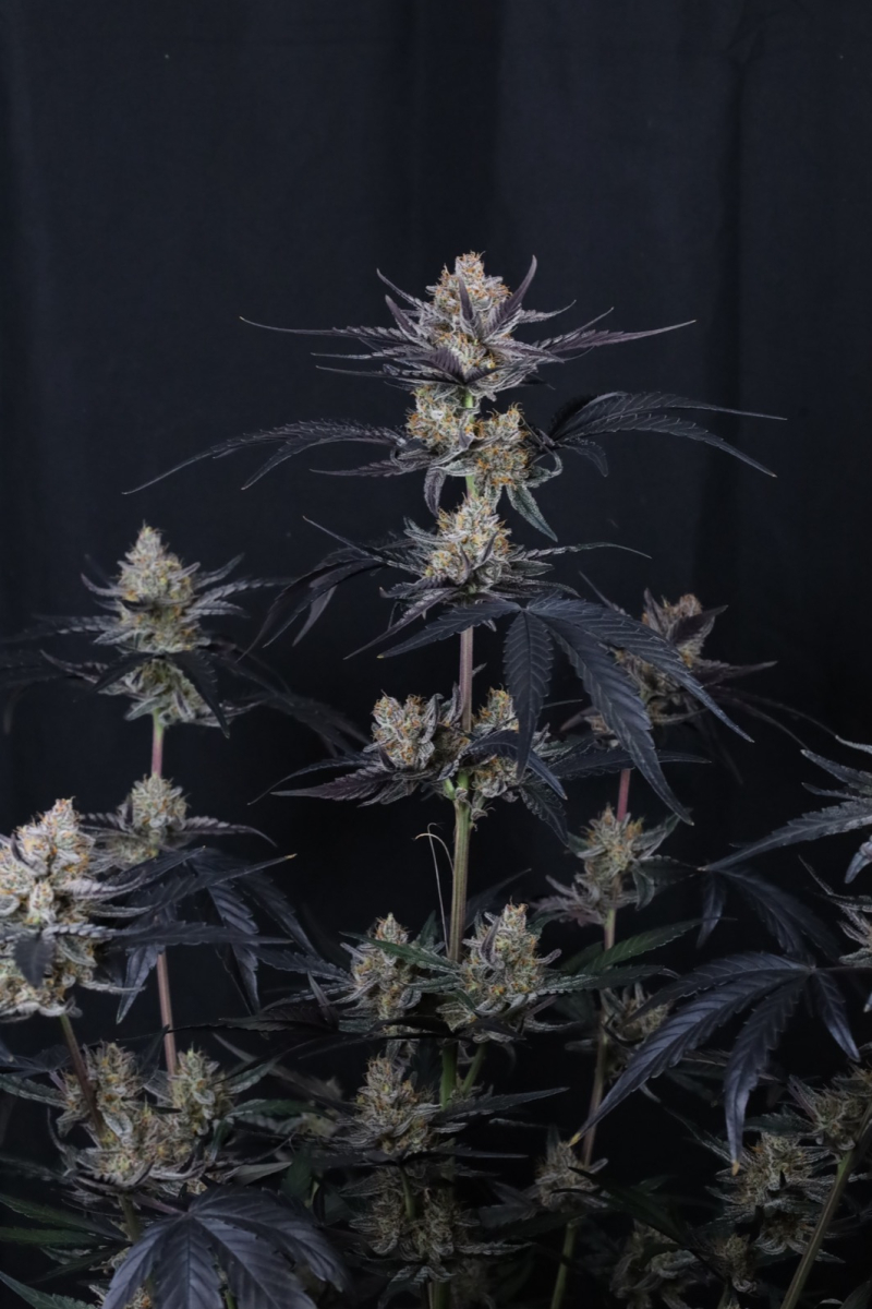 Photo of Guava Runtz Auto