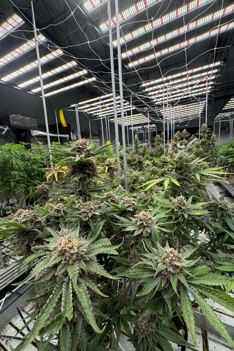 Photo of Cherry Cola Auto RF3