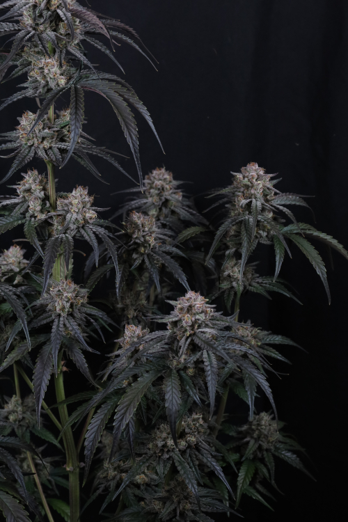 Mango Frost Auto