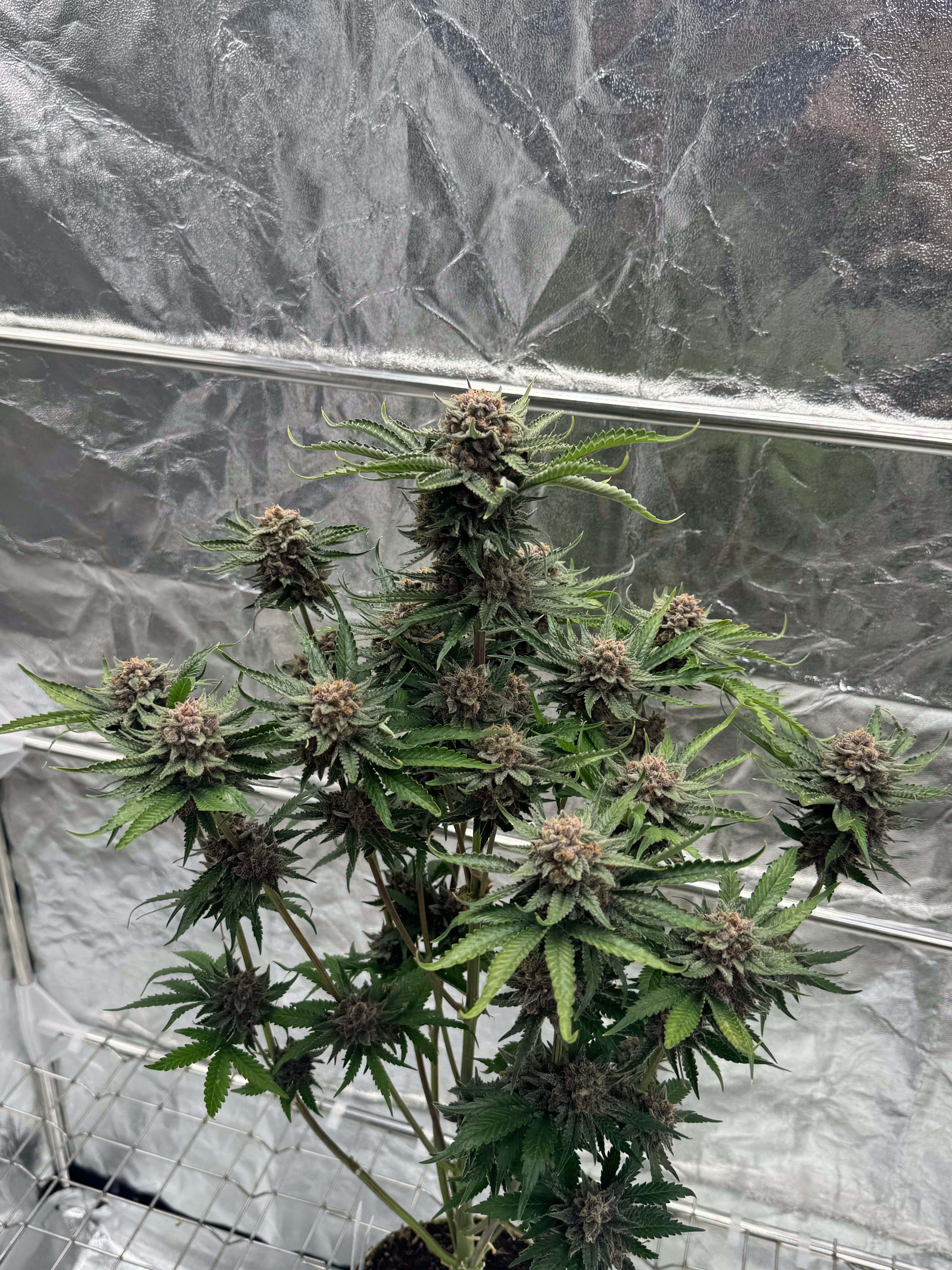 Cherry Cola Auto RF3