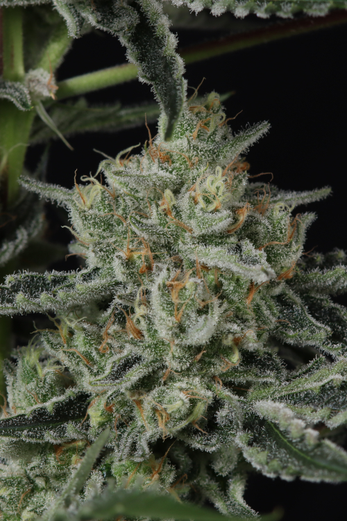 Banana Guava Auto