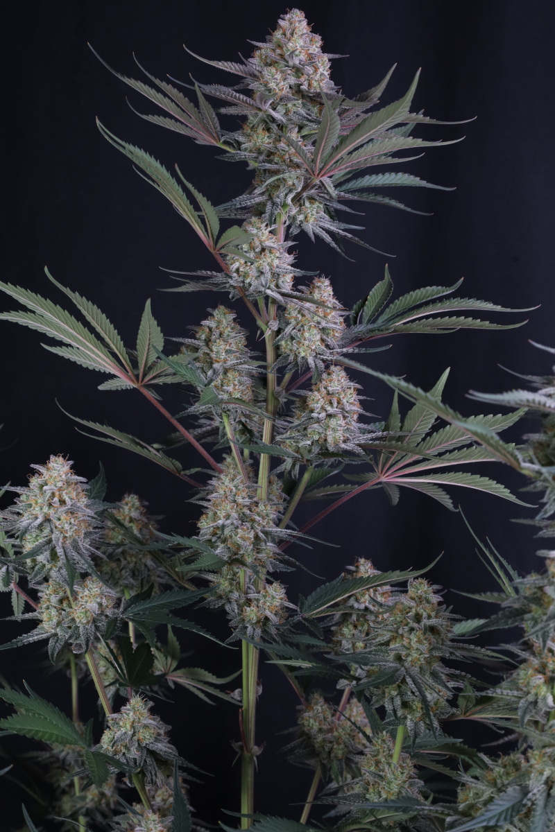 Photo of Lemon Tree Auto
