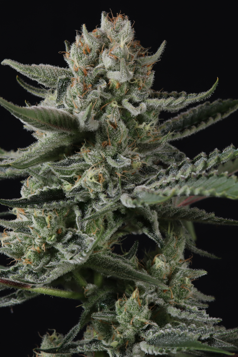 Photo of Banana Guava Auto
