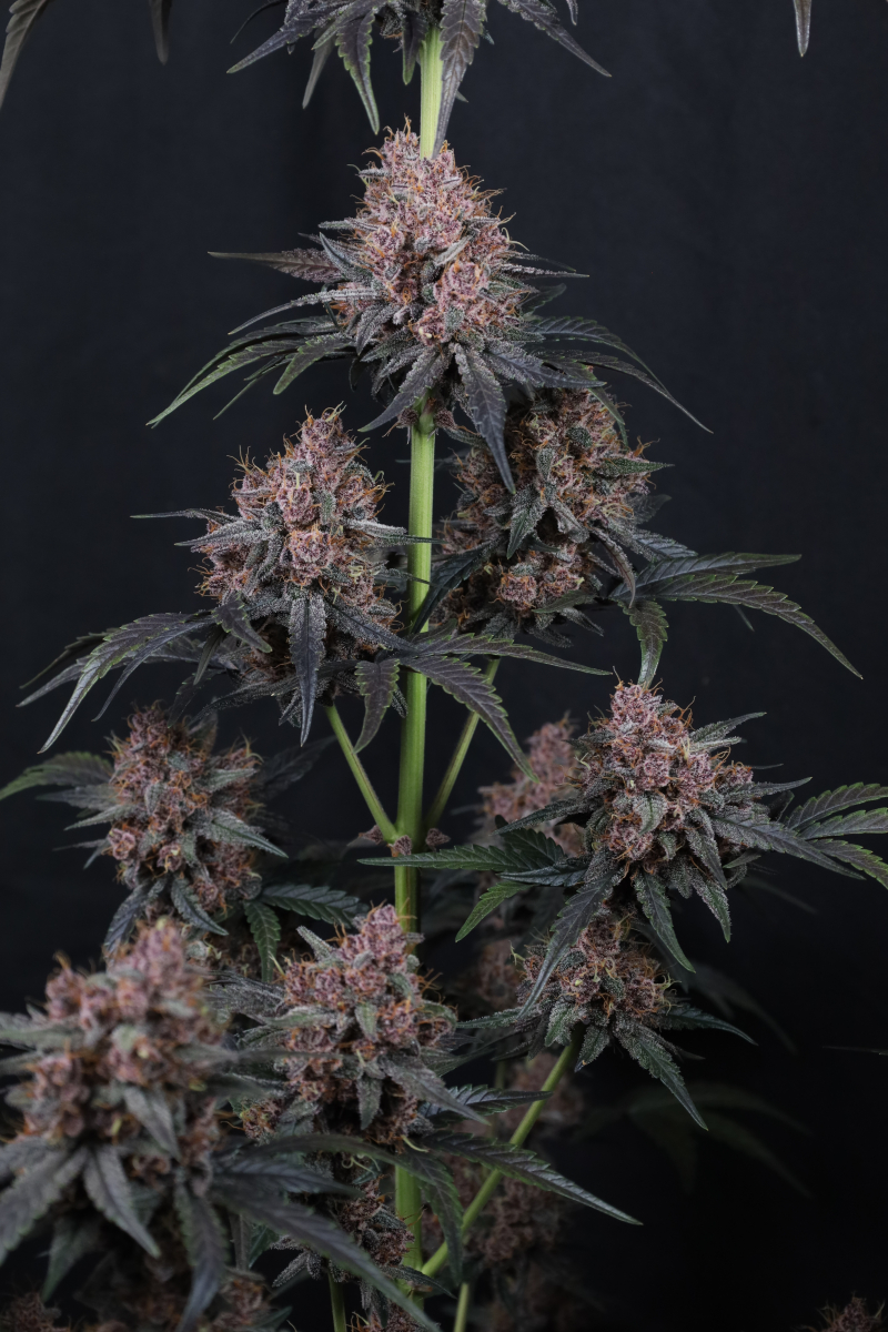 Photo of Mango Cherry Runtz Auto