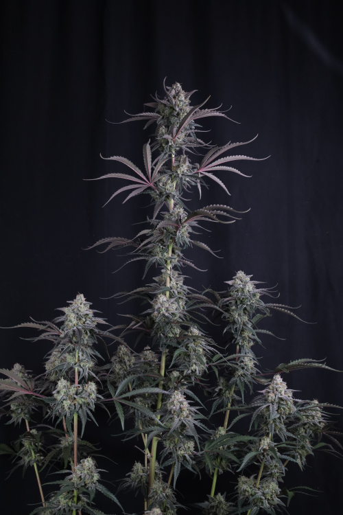 Pineapple OG Auto